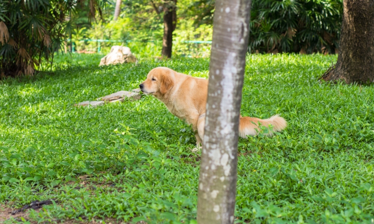 Diarrea cronica nel cane: un sintomo che può avere varie cause !